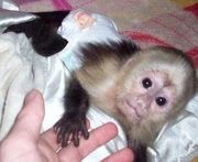 adopt our lovely and intelligent capuchin monkey for a good home