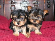 tea cup yorkie puppies for adoption (carolina_kiki@yahoo.com)