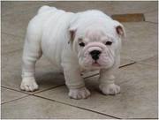 affectionate english bull dog puppies on sale only 300