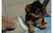 T-cup yorkie puppy