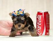 Intelligent,  Yorkie Puppies For Free Adoption