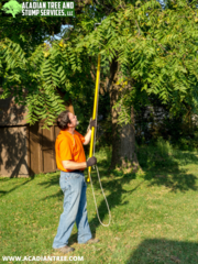 Picayune Tree Removal | Acadian Tree and Stump Removal Service