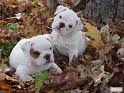 I have Two White English Bulldog Puppies for re homing