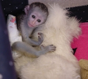 male and female Baby Capuchin Monkeys For Adoption