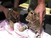 serval kittens for good homes 