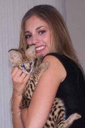 Exotic Africa Serval, Ocelot, Savannah kittens for adoption